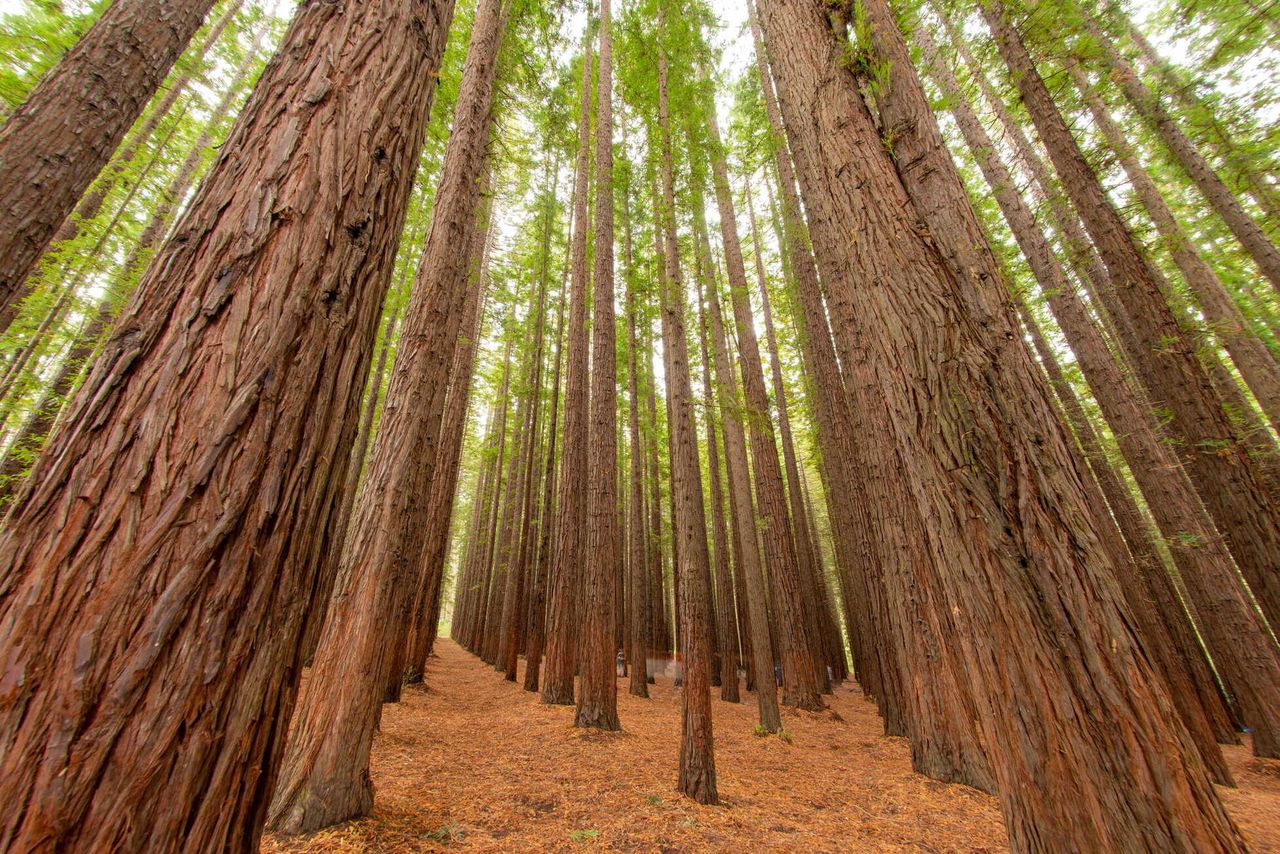 Tall cedar and redwood forest trunks framing an open woodland clearing