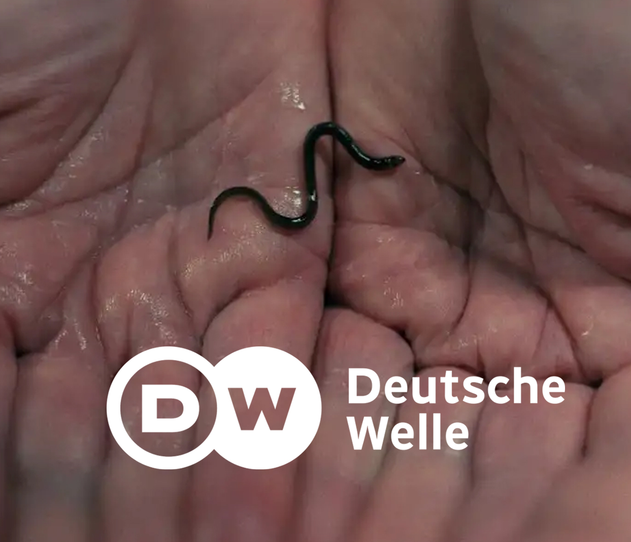 On the smugglers’ trail - Making billions from tiny eels