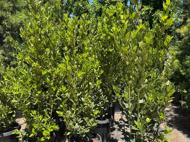 Bay Laurel
