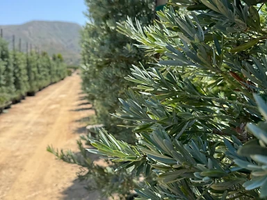 Blue Podocarpus