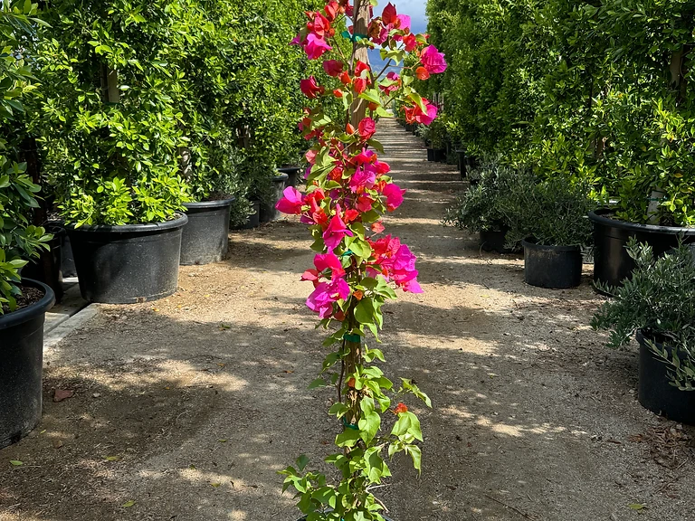 Bougainvillea