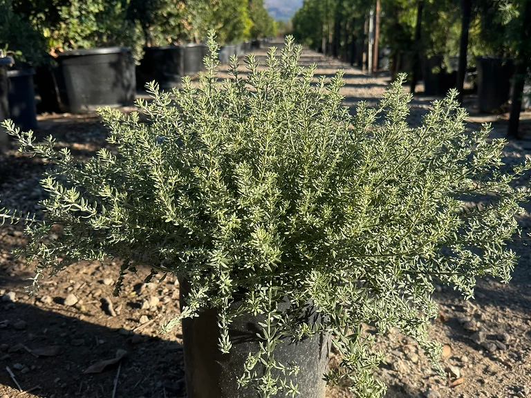Westringia Fruticosa