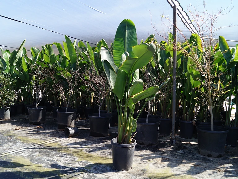 Giant Bird of Paradise