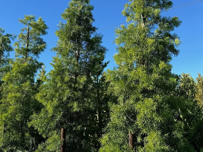 Podocarpus Gracilior