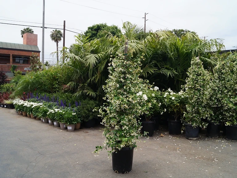 Star Jasmine Stake