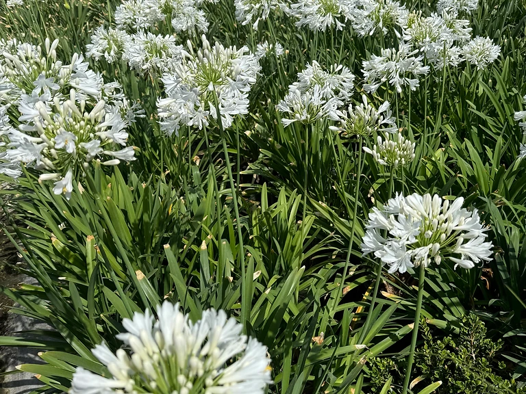 Agapanthus