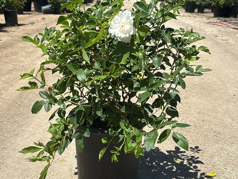 Iceberg Roses