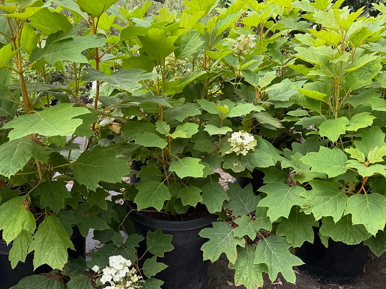 Oakleaf Hydrangea