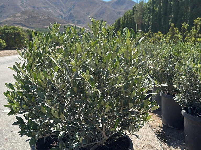 Olive Dwarf