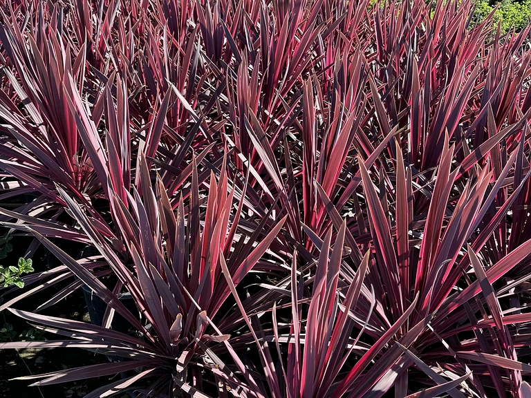 Cordyline Paso Doble