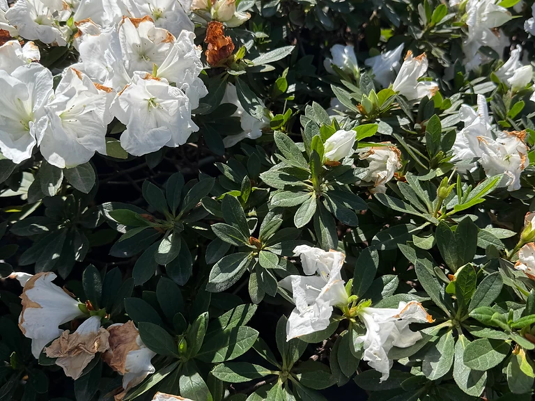 Azalea Alaska