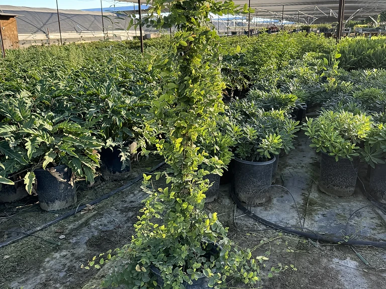 Ficus Repen