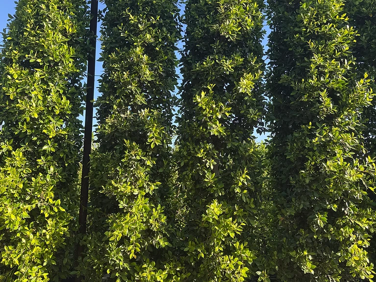 Ficus Nitida