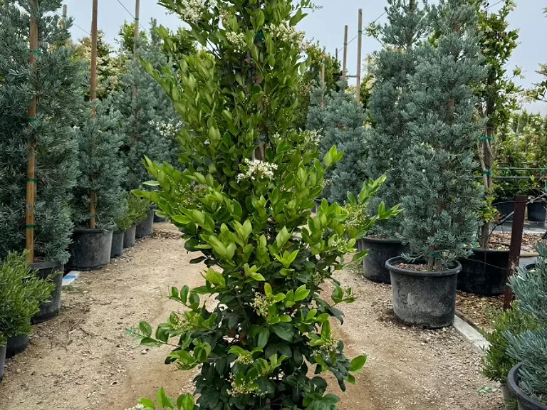 Ligustrum Texanum