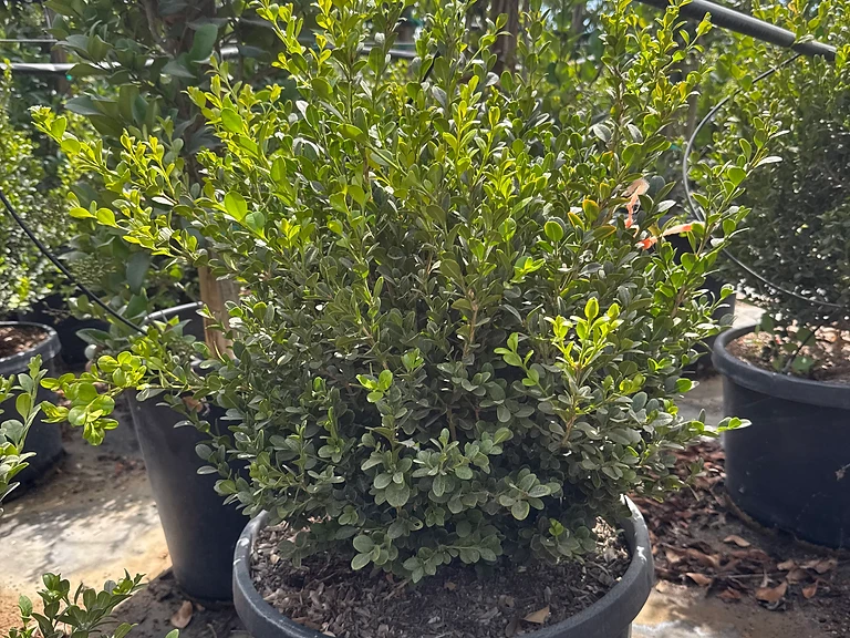 Winter Gem Boxwood Globe