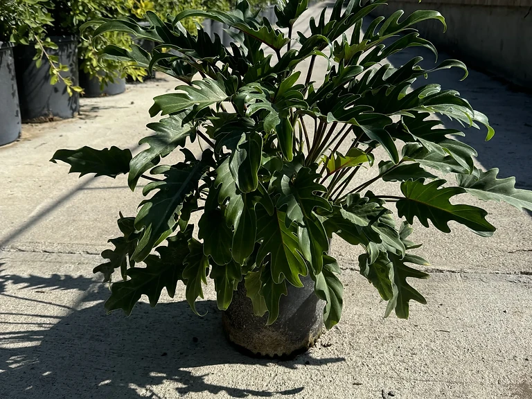 Xanadu Philodendron