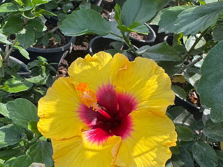 Hibiscus