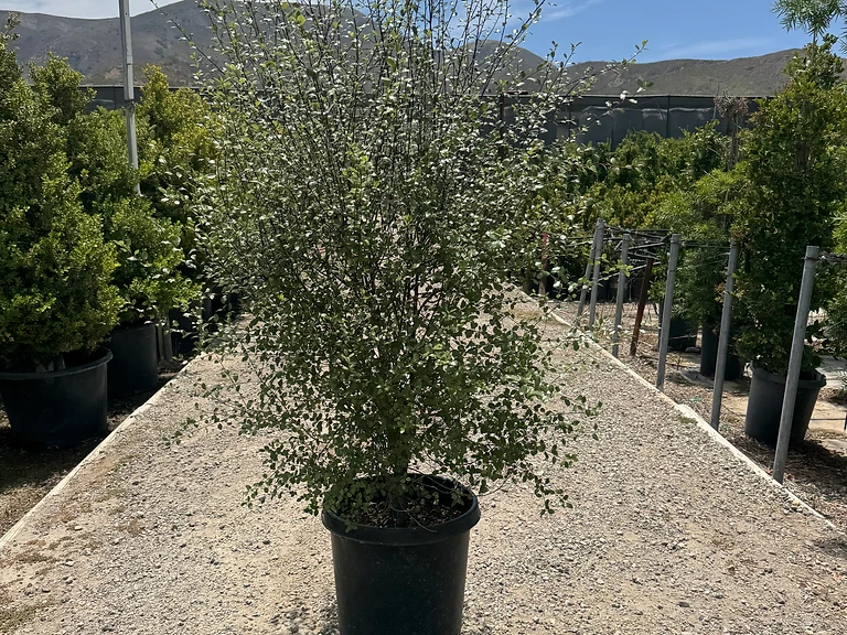 Silver Sheen