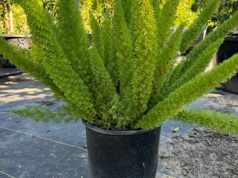 Asparagus Fern