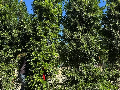 Ficus Nitida