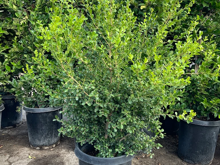 Japanese Boxwood