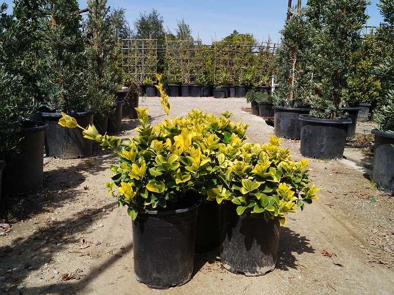 Golden Euonymus
