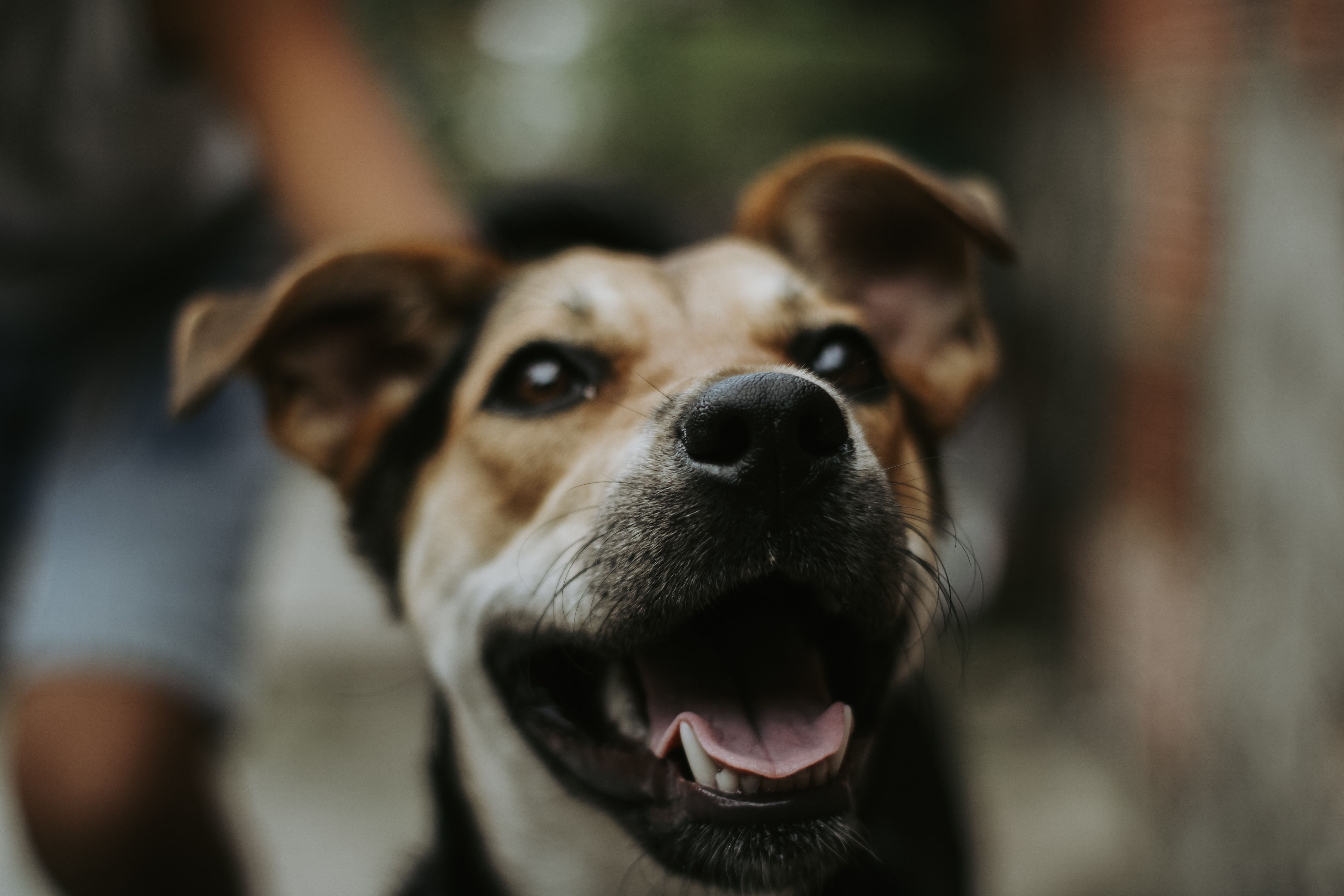 Travelling with a reactive or nervous dog