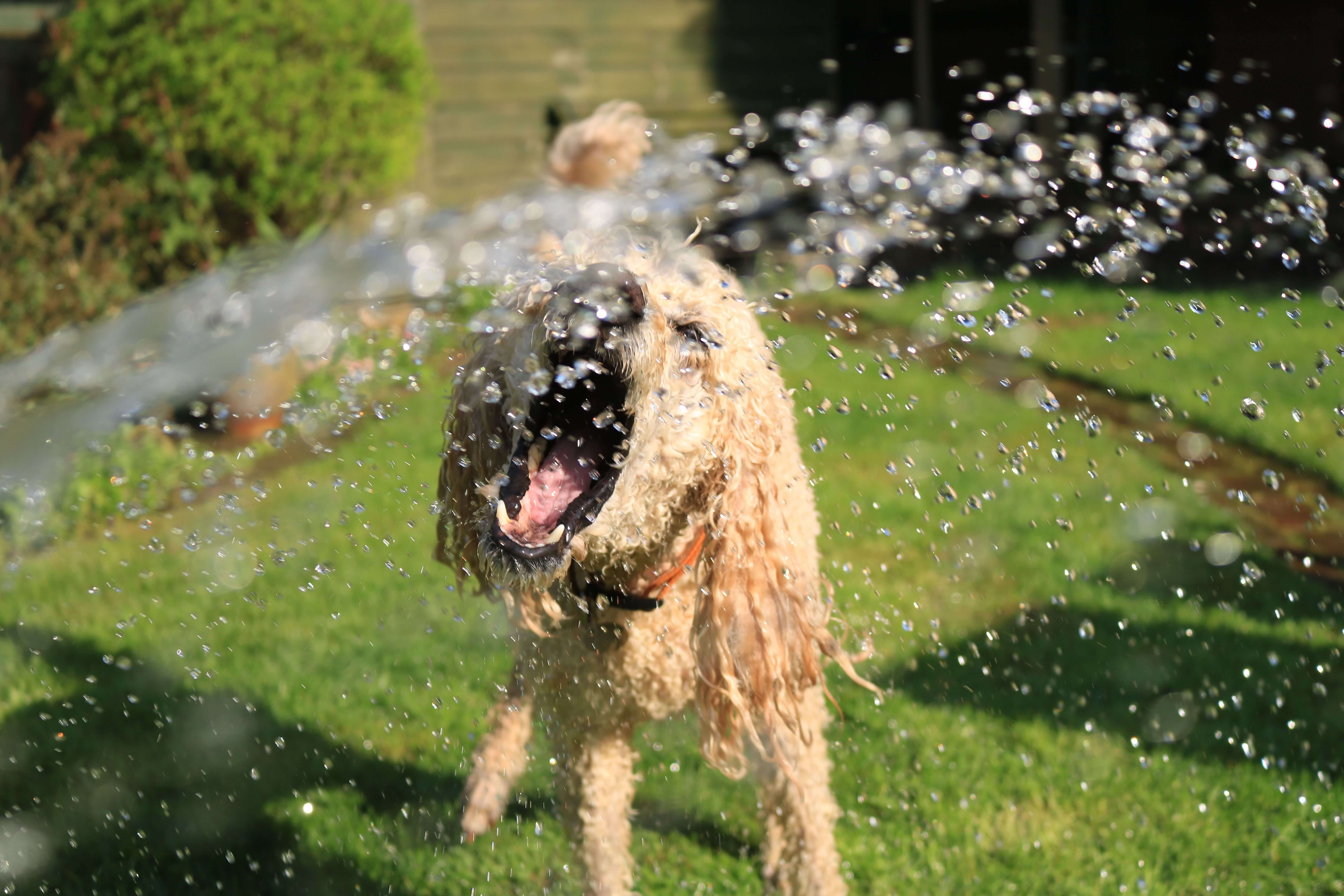 Where to stay in Cornwall with a reactive or nervous dog