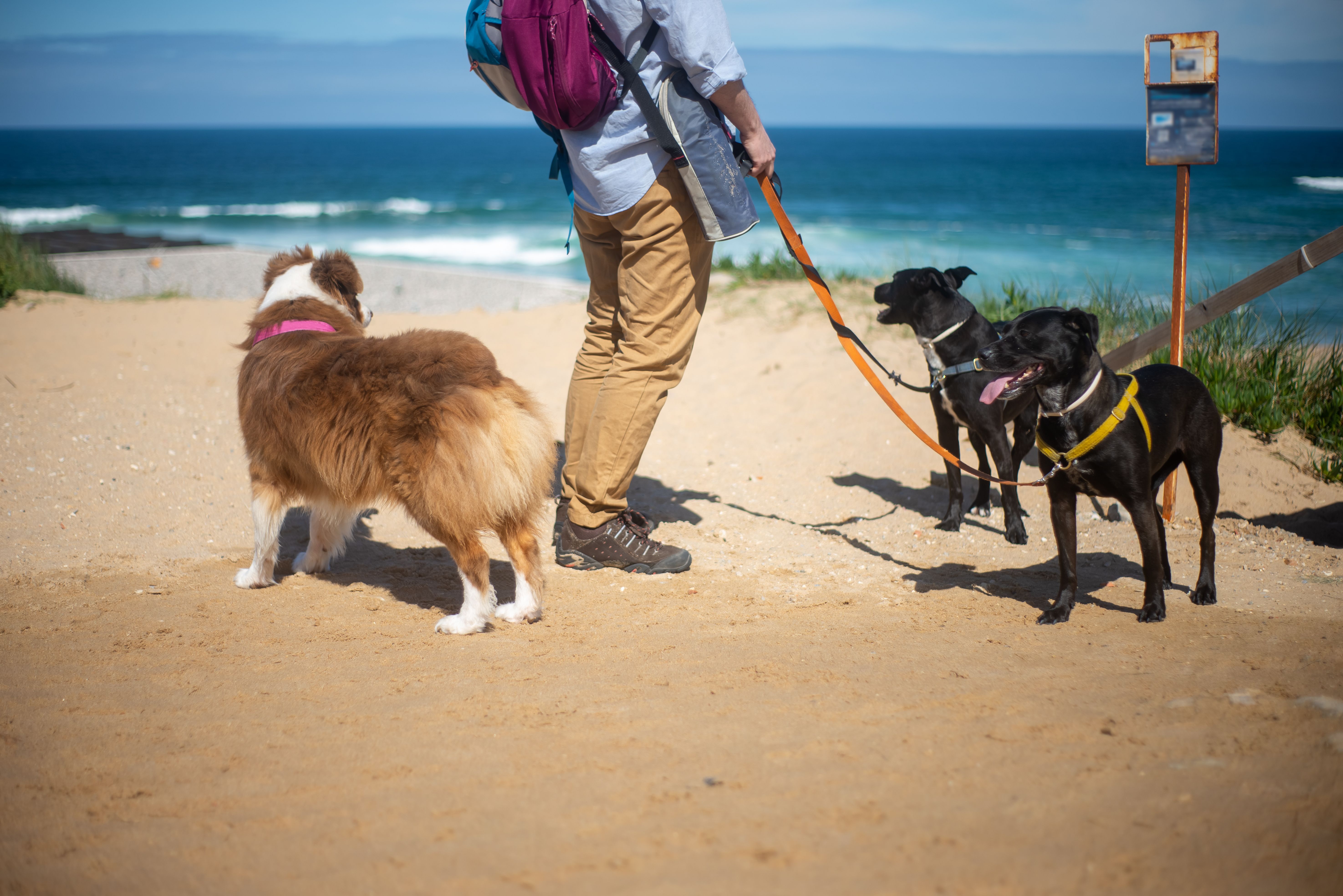 Best year-round dog-friendly beaches in Cornwall