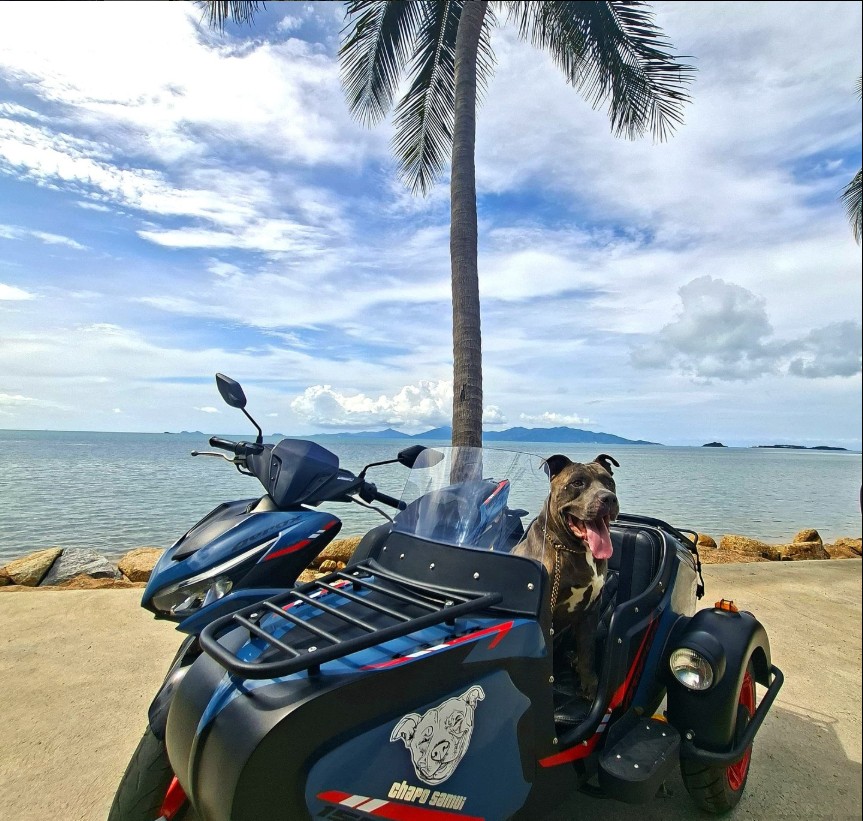 Dog enjoying a ride in a sidecar