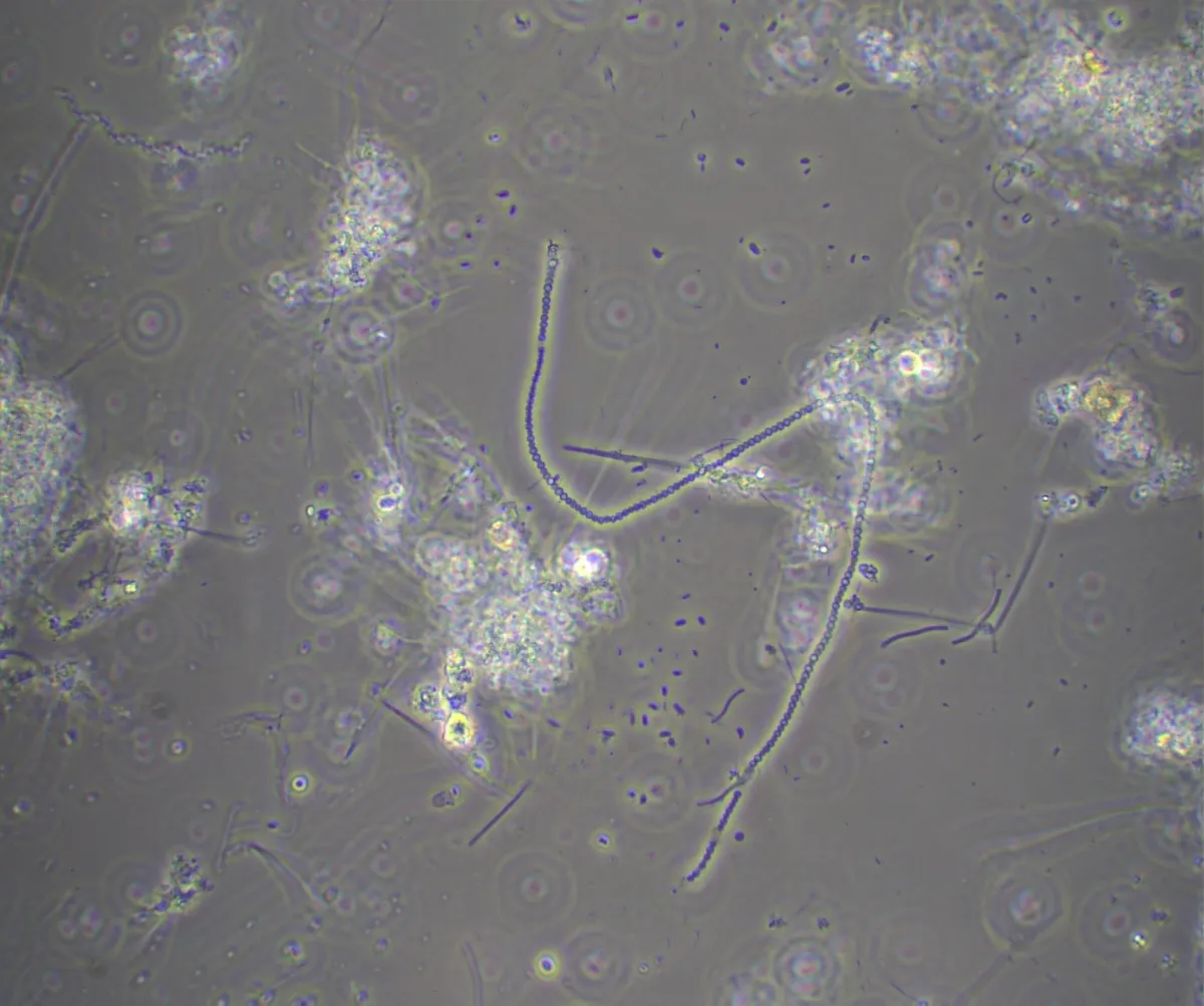 Microscopic image 1