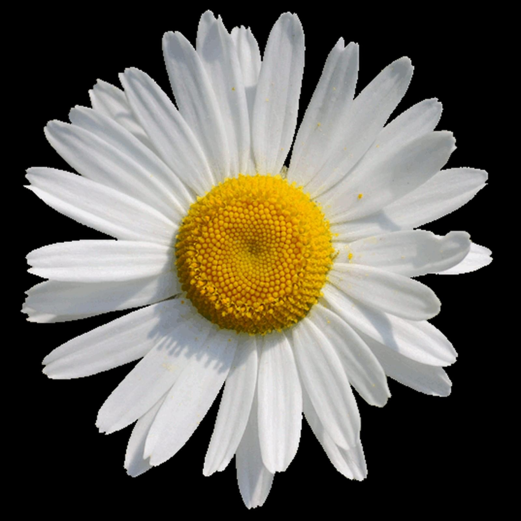 LSD.com daisy logo