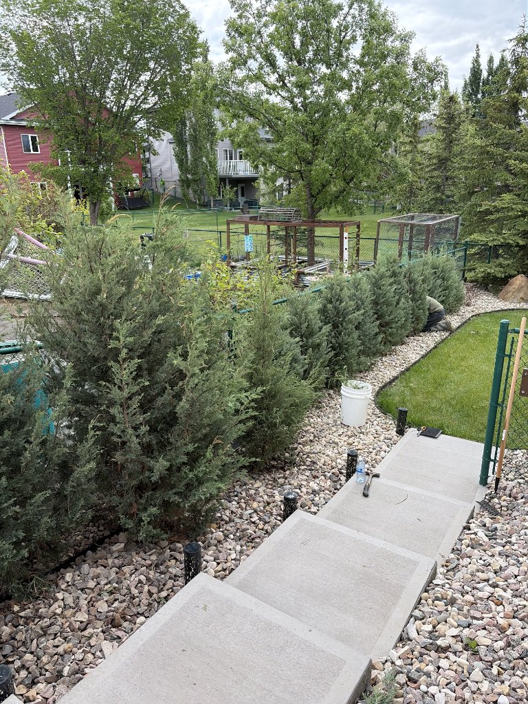 Cedar hedge & rock landscaping refresh — MW Construction and Landscaping in Edmonton & Beaumont, Alberta (photo 4)