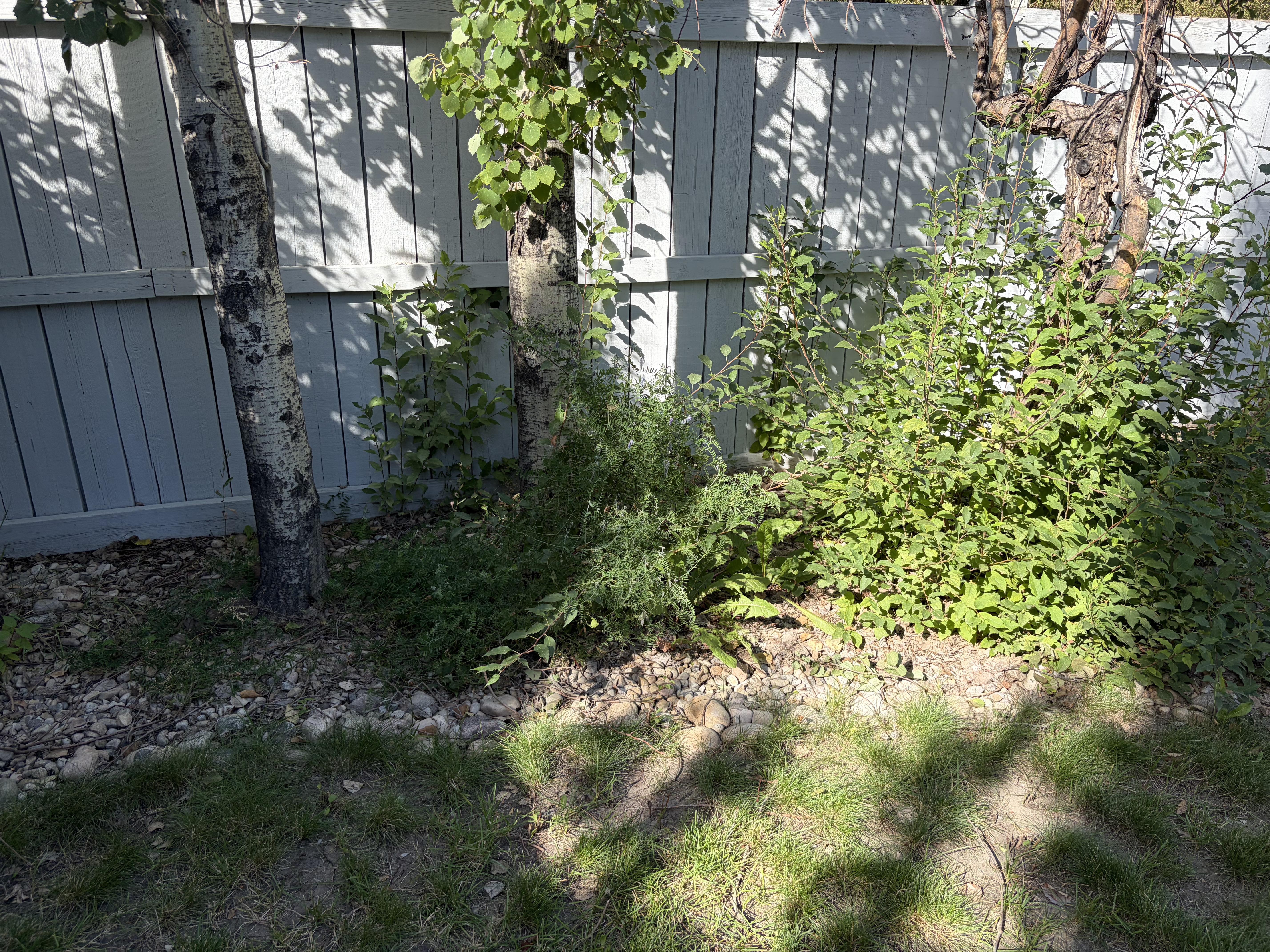Before landscaping project photo 2