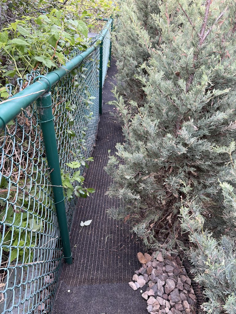 Cedar hedge & rock landscaping refresh — MW Construction and Landscaping in Edmonton & Beaumont, Alberta (photo 3)