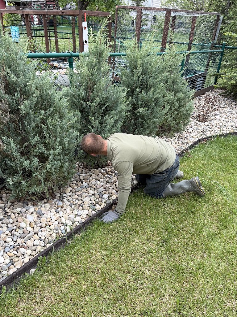 Cedar hedge & rock landscaping refresh — MW Construction and Landscaping in Edmonton & Beaumont, Alberta (photo 2)