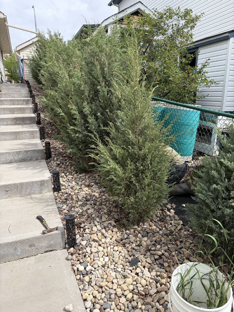 Cedar hedge & rock landscaping refresh — MW Construction and Landscaping in Edmonton & Beaumont, Alberta (photo 1)