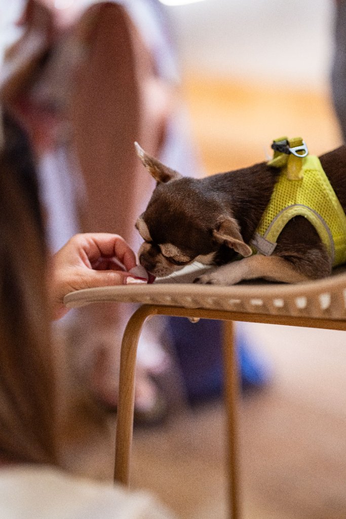 Opening , chihuahua jí z ruky na stole