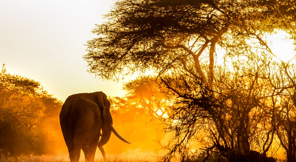 Discover Zimbabwe