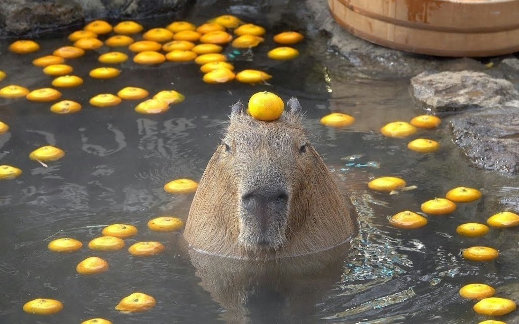Capybara