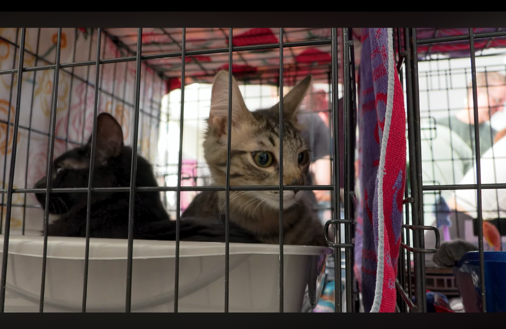 Video Package on Catfest at the Mesa Historical Museum