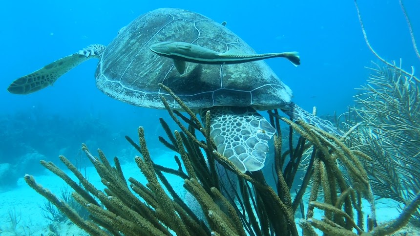 Snorkeling 5