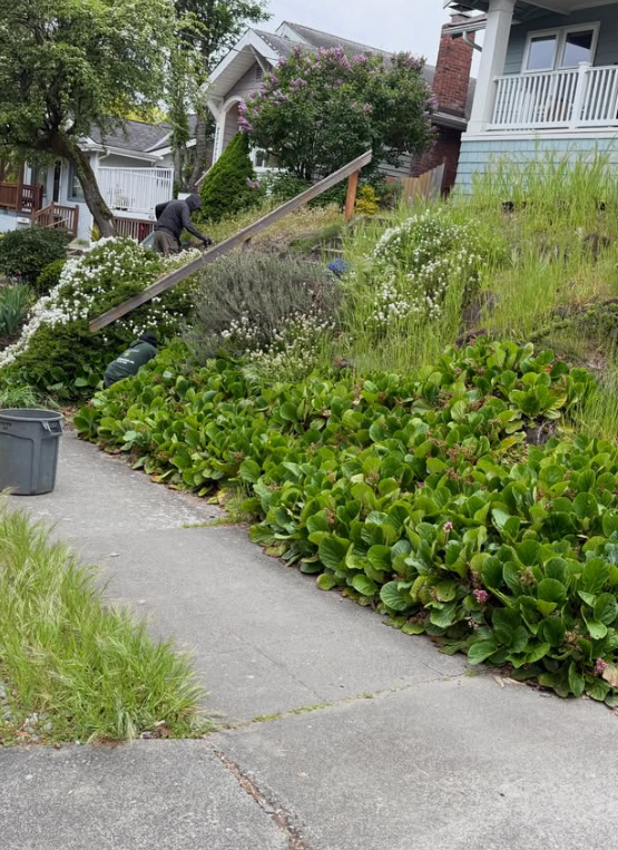 Front Yard Revamp