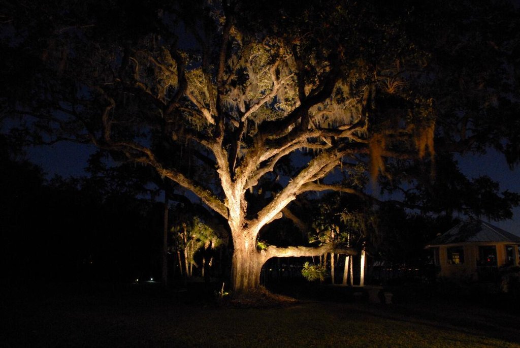 Dramatic tree uplighting at night