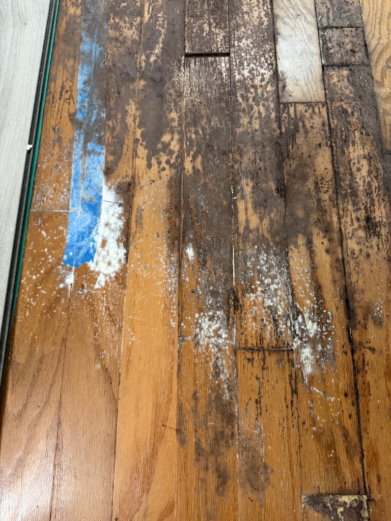 Mold growth on water-damaged hardwood floor