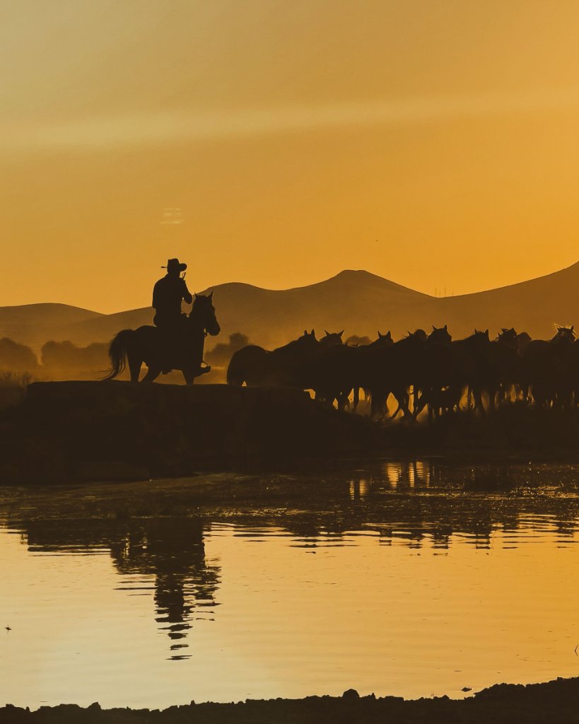 Cowboy on horseback with herd at sunset