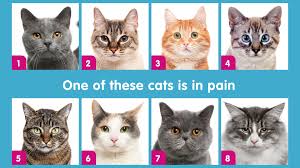 The Secret Life of a Bored Indoor Cat: An Enrichment Guide That Actually Works