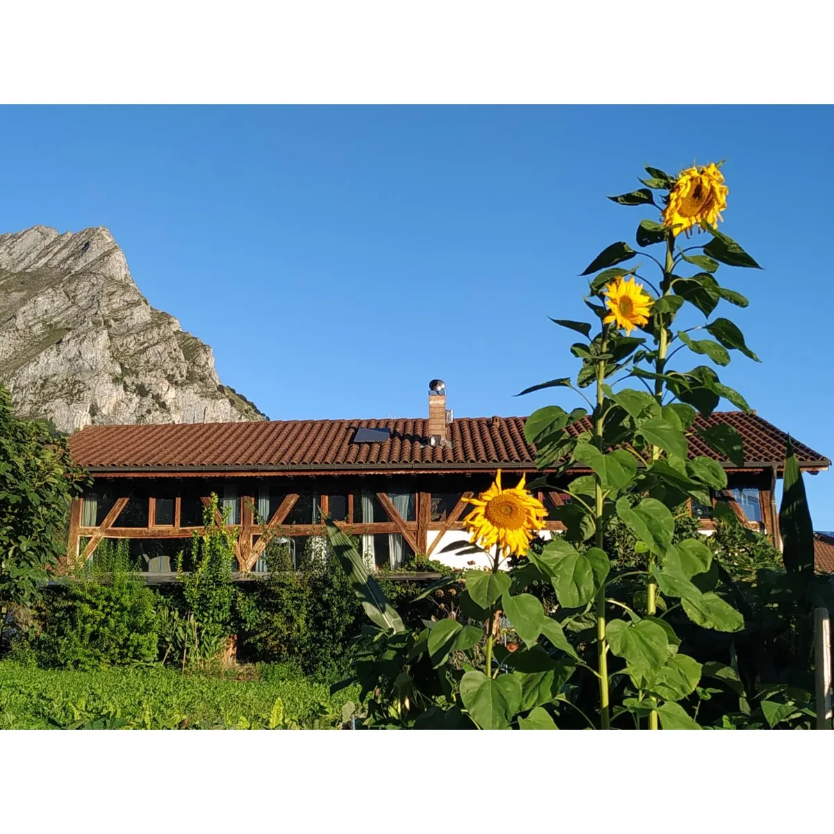 Sunflowers in front of the mountain farmhouse venue for the Living in the Present mindfulness retreat in Navarre, Spain