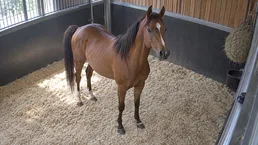 Silver Oak Equine Center — horse only