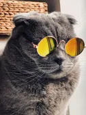 Cat with sunglasses scan